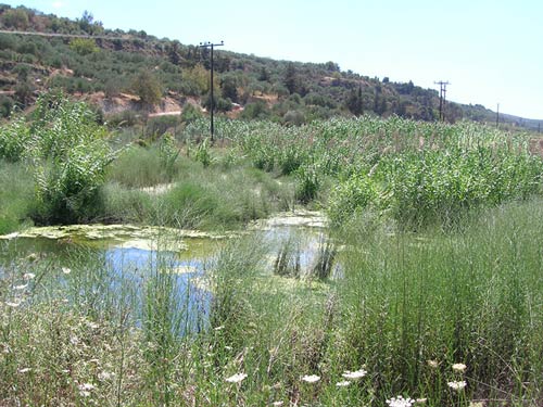 Wastewater Treatment with Constructed Wetlands in the Municipality of Episkopi